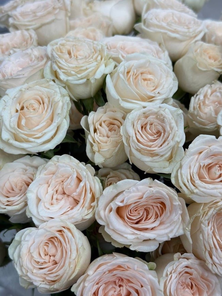 Троянда кущова Росанелла