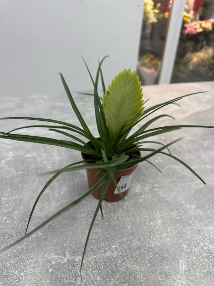 Тілландсія