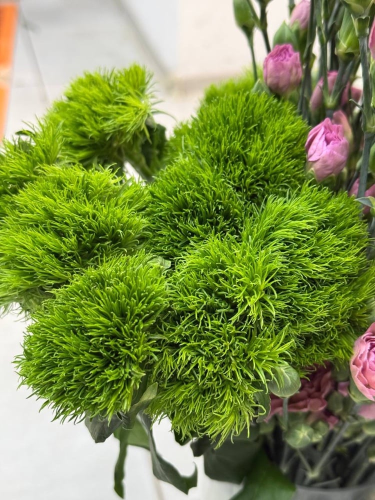 Гвоздика Грін Вікі