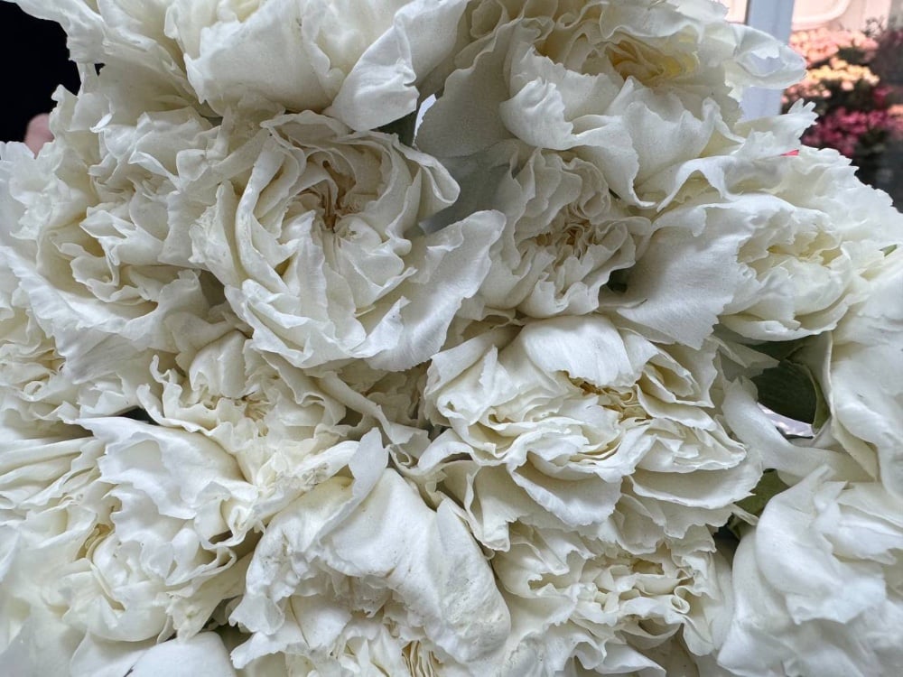 Гвоздика Мунлайт