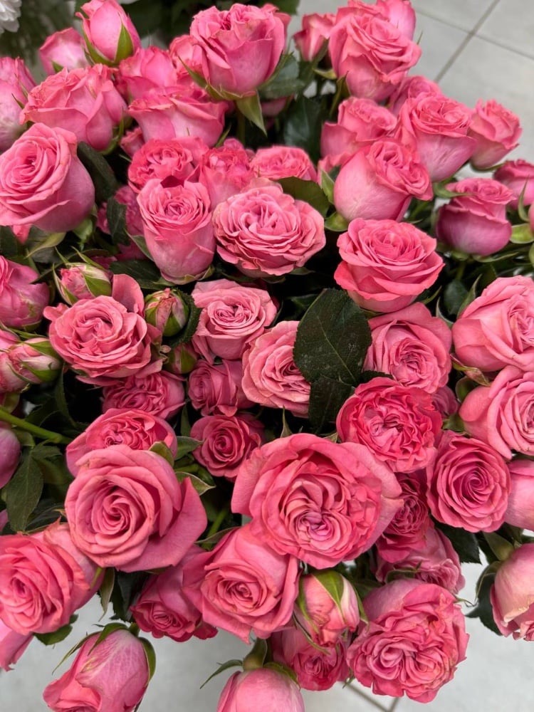 Троянда кущова Джесі