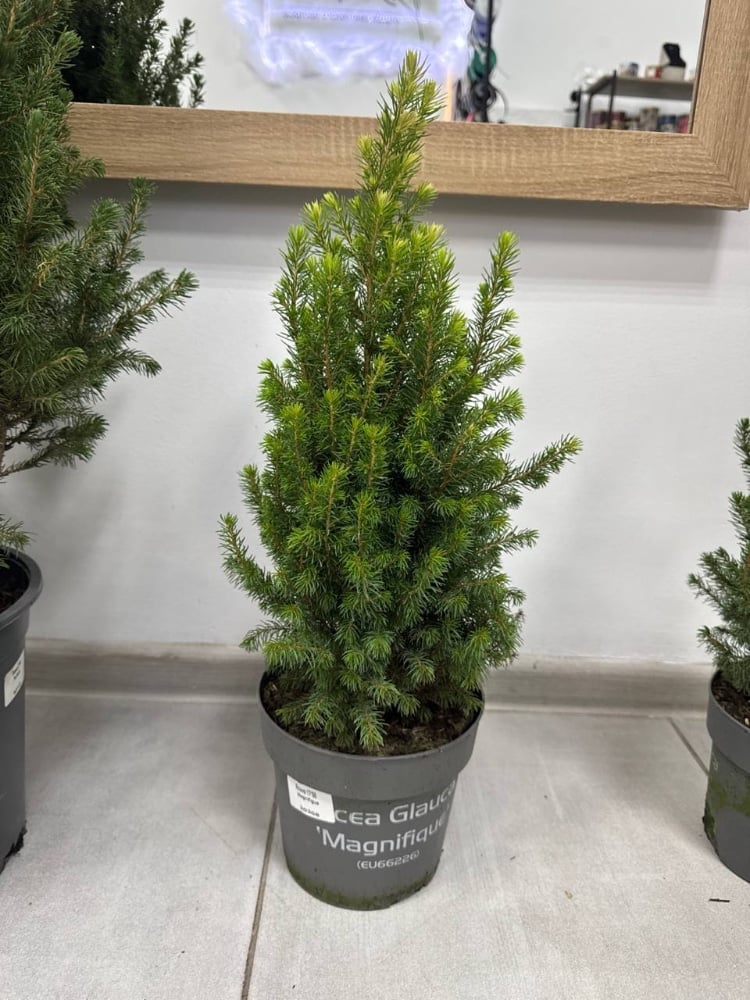 Ялинка Magnifique 17*55