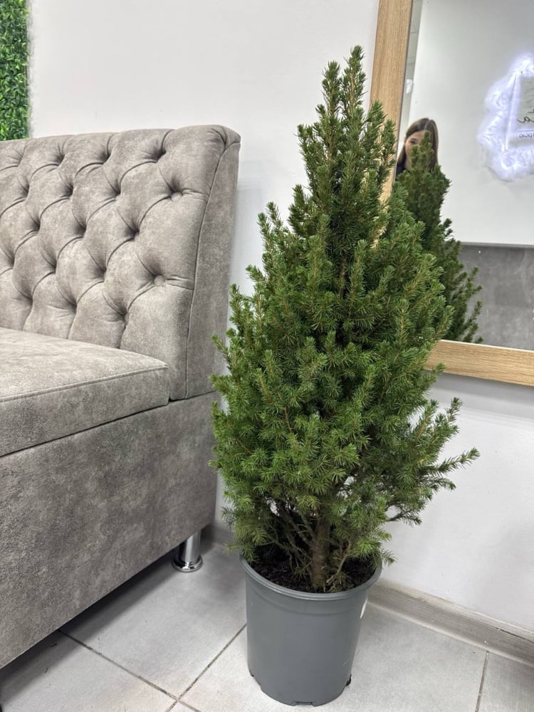 Ялинка Perfecta 23*90