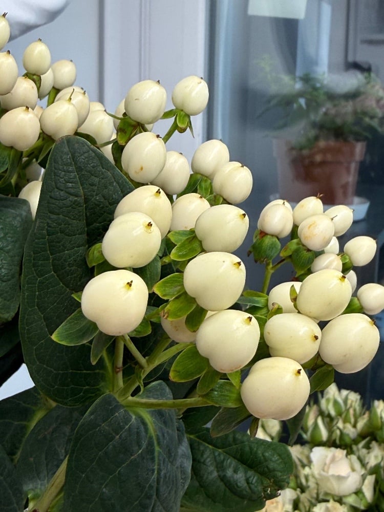 Гіперікум Коко