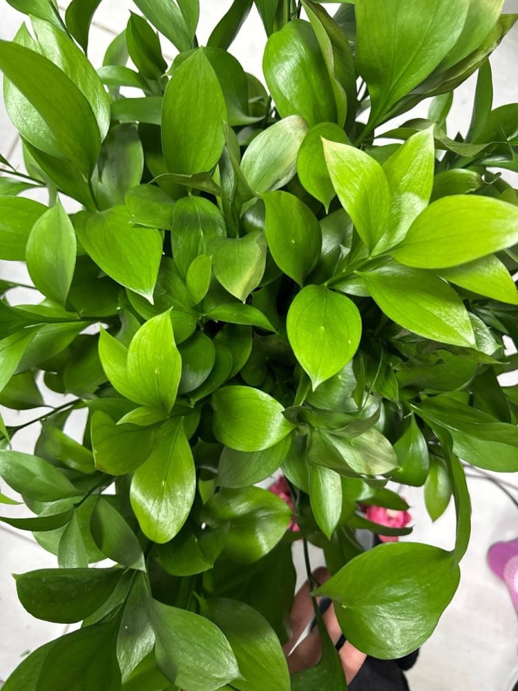 Рускус Гіпофілум