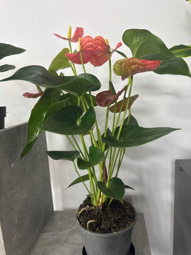 Антуріум помаранчевий