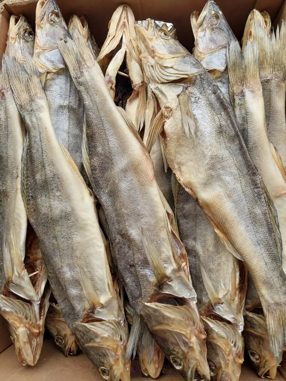 судак патраний