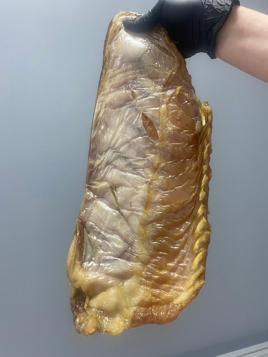 брюшко сома