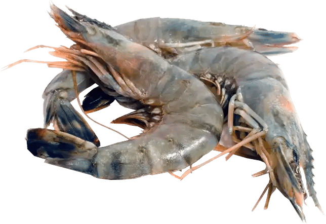 креветка 20-30 еквадор