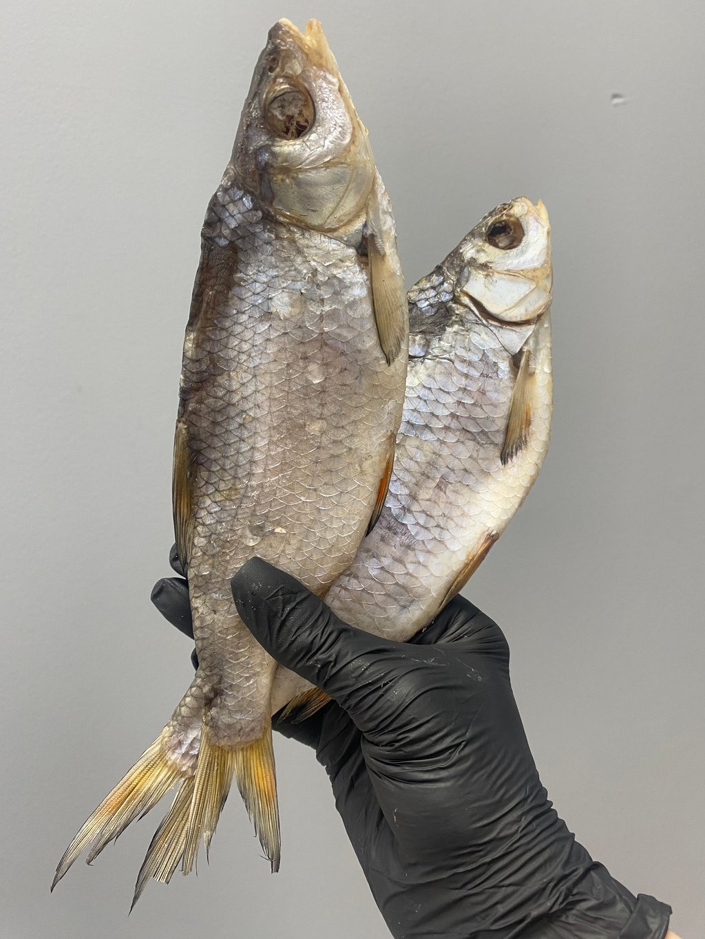 плітка ікра