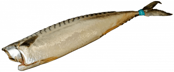 скумбрія 600+ провісна б/г  кг