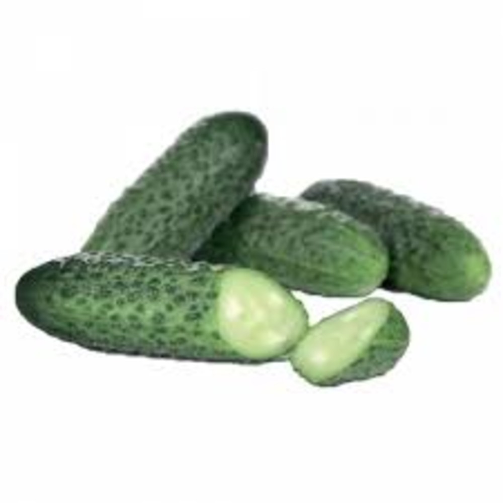 Огірки короткі колючі