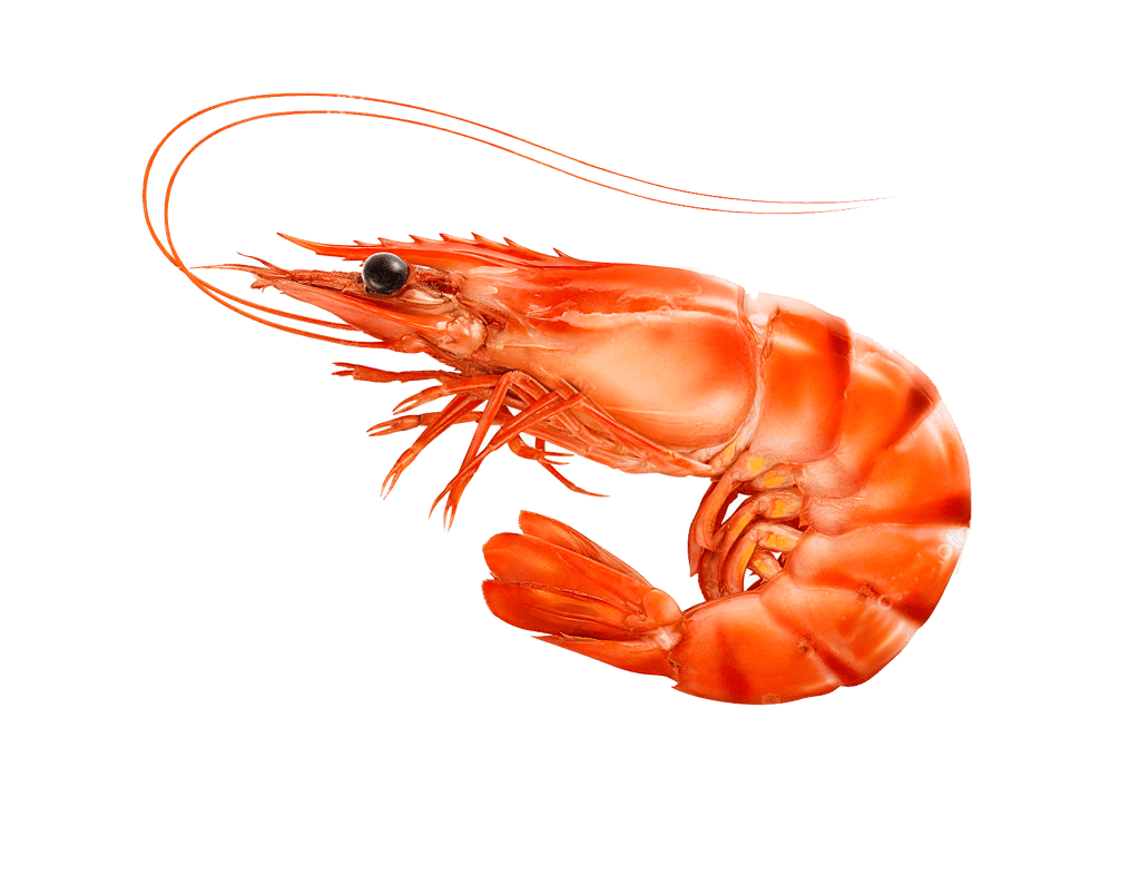 Дод Креветки