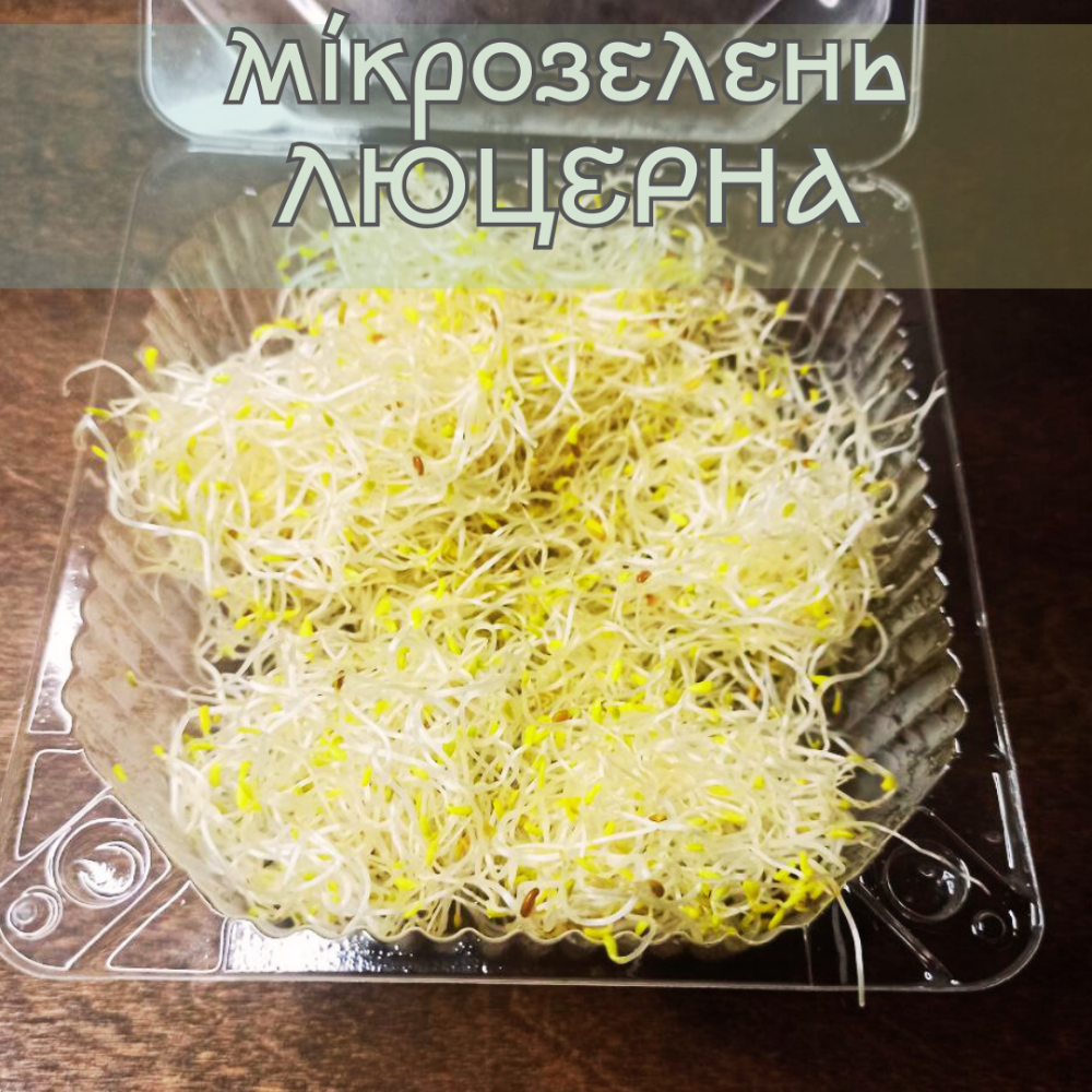 Мікрозелень люцерна 50 р.