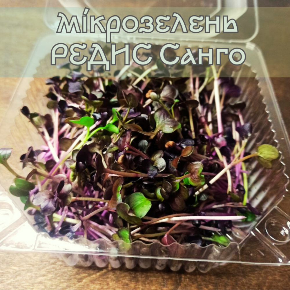 Мікрозелень редис Санго 50 р.