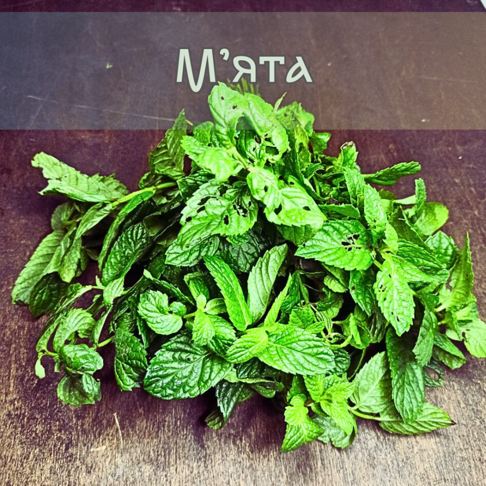 М'ята