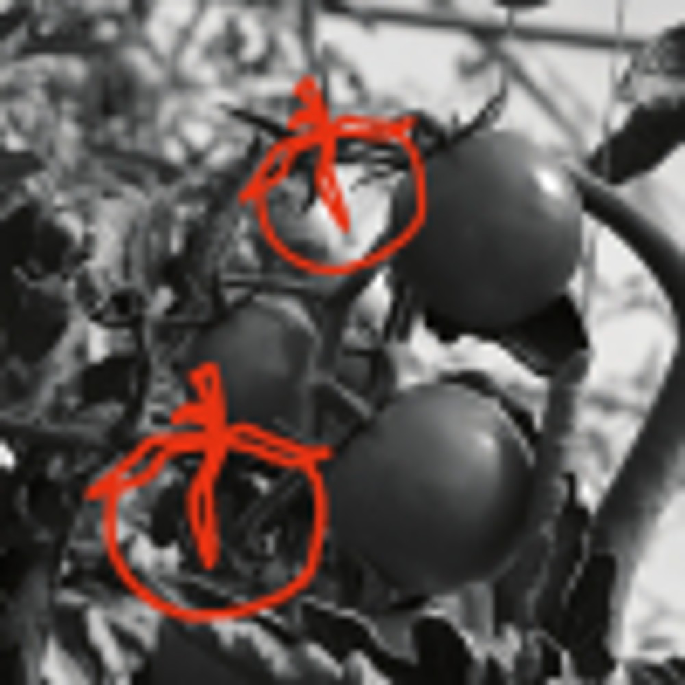 Пиво SHO Tomatin (Sour - Other Gose) 0.33