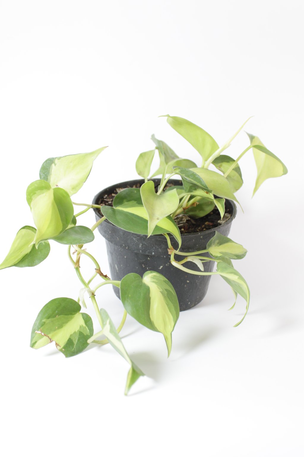 Planta 70