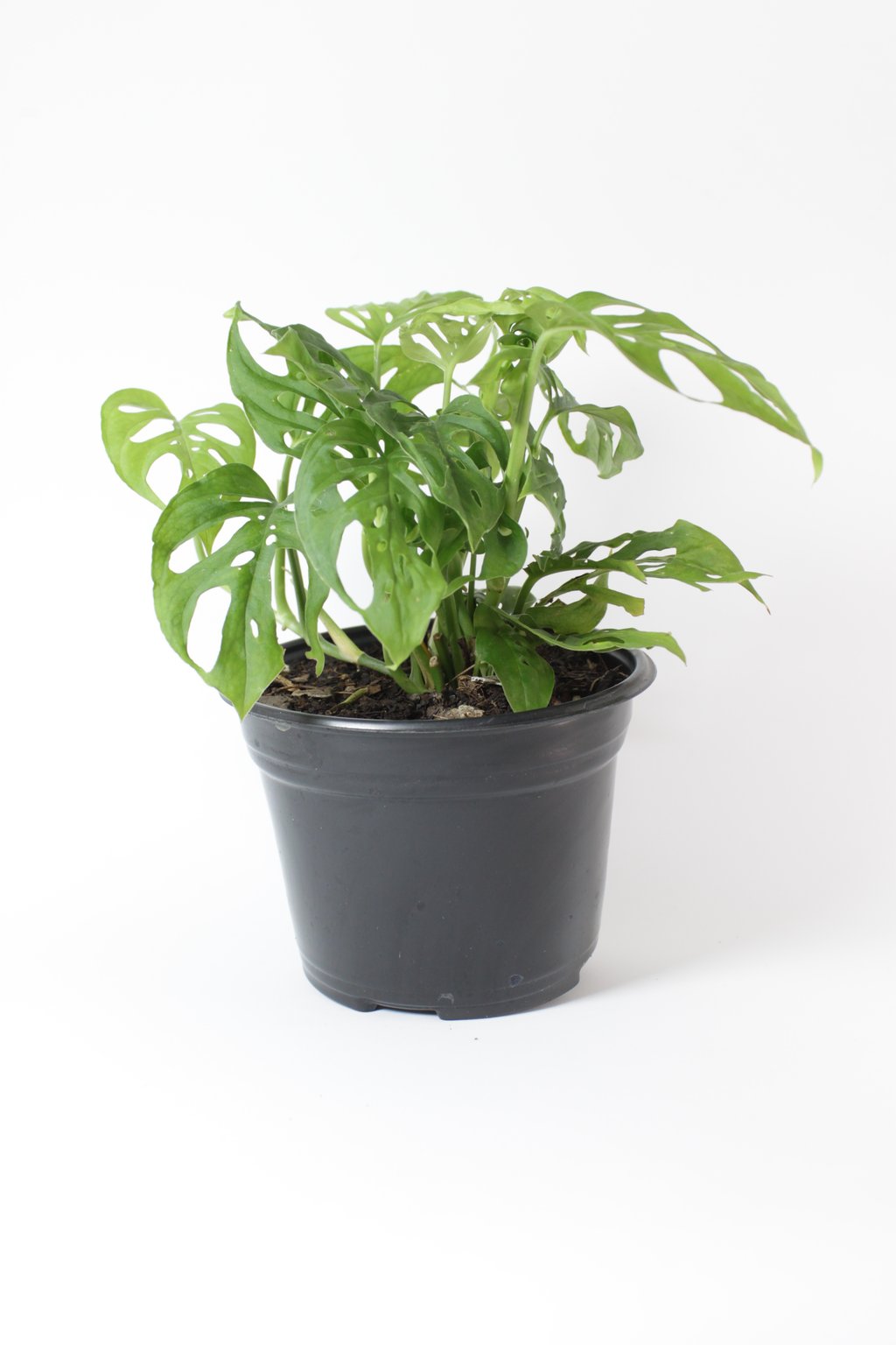 Servicio Jardineria y Plantas
