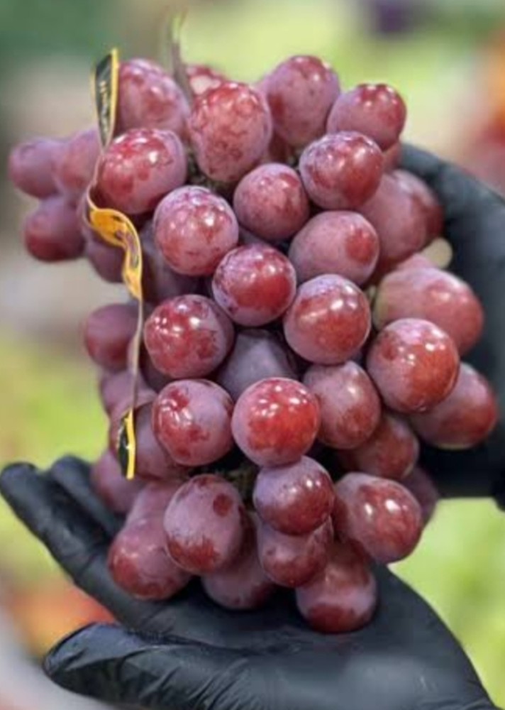 Виноград Бурбон