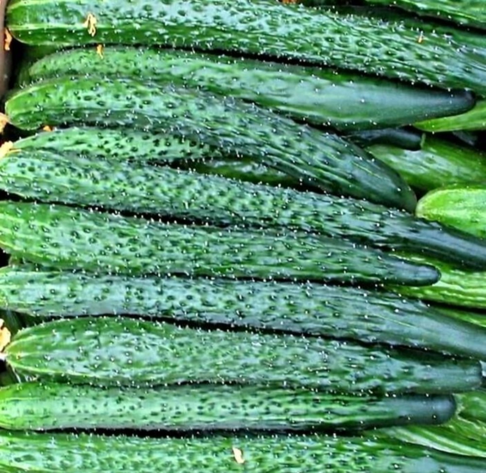 Огурцы грунтовые