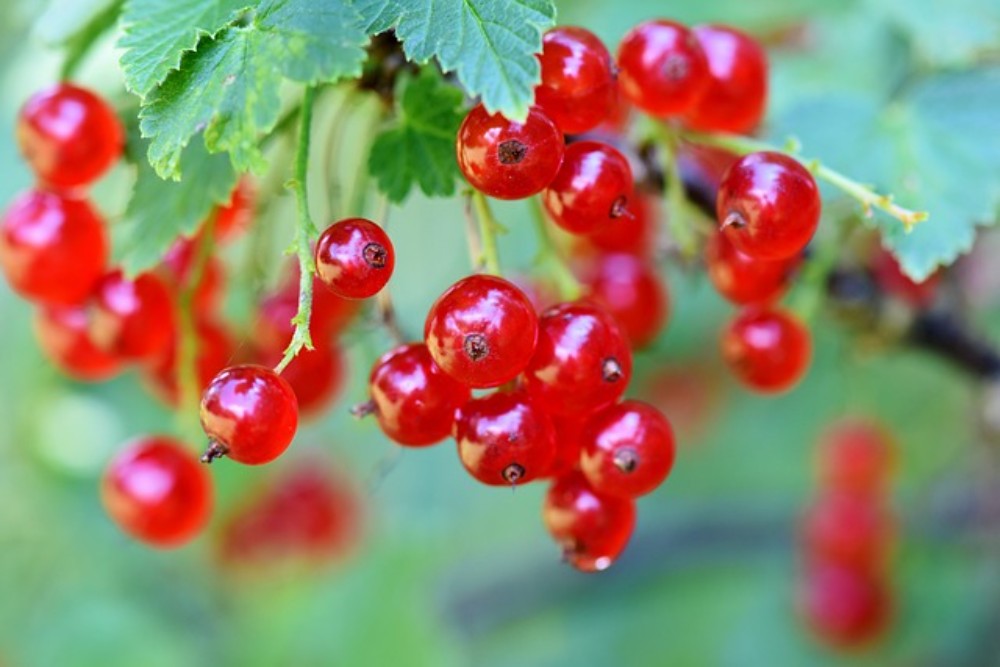 Currant cider Megobrebi
