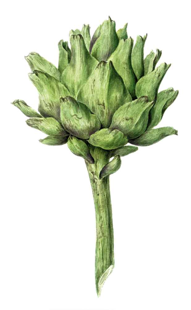 Artichoke 30g