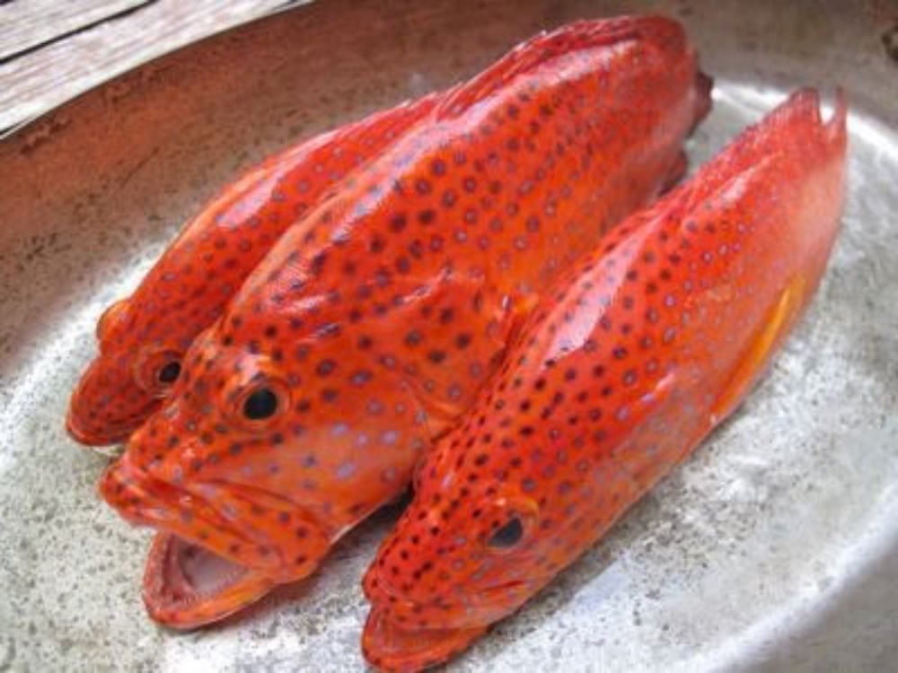 Live Lapu-Lapu