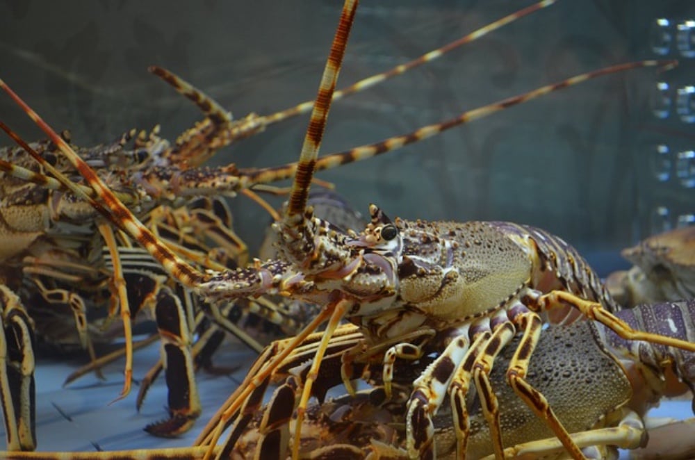 Live Lobster