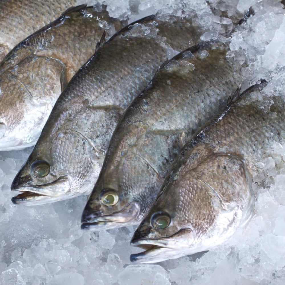 Sea Bass