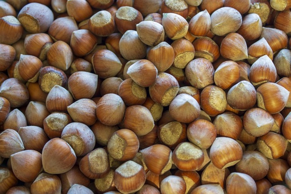 F7: Fista 7 Hazelnut-100