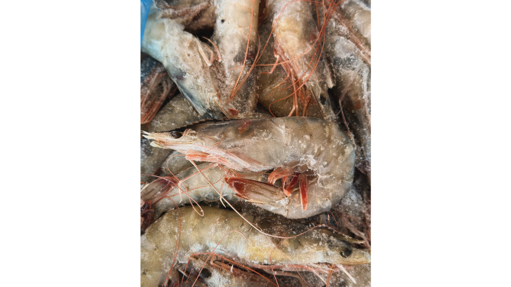 Frozen Shrimp