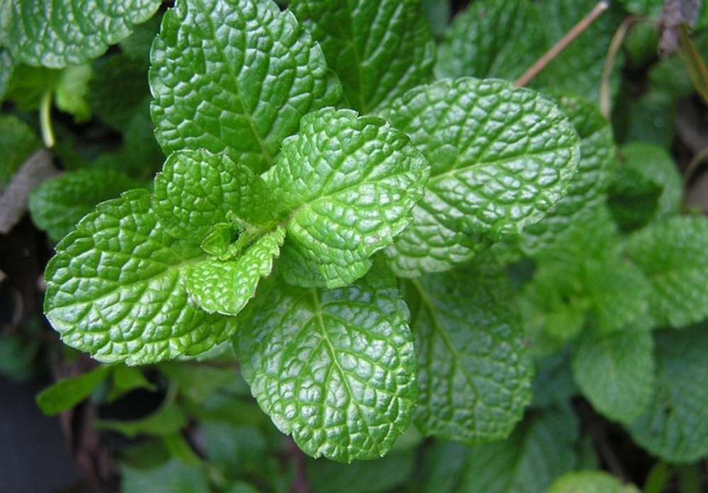 Mint+Citrus+Ice