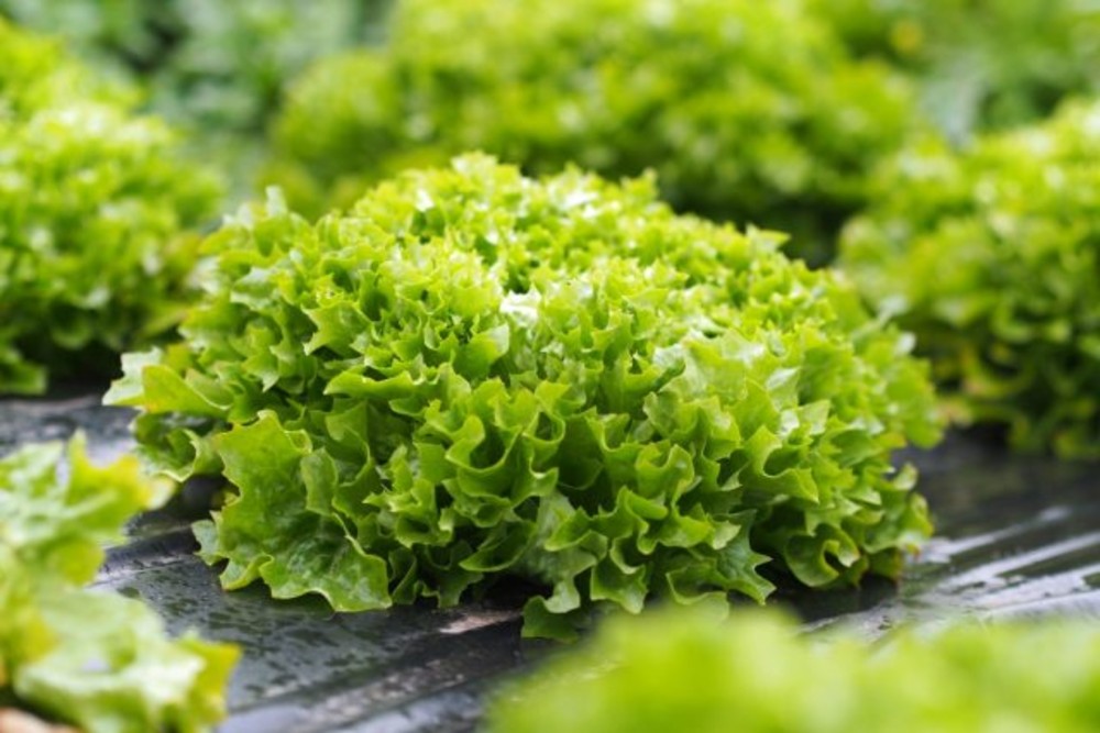 Лист салату  10г