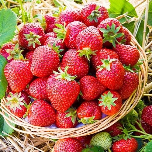 Полуниця 100 грам