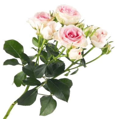 Гуд муд 1 гілочка